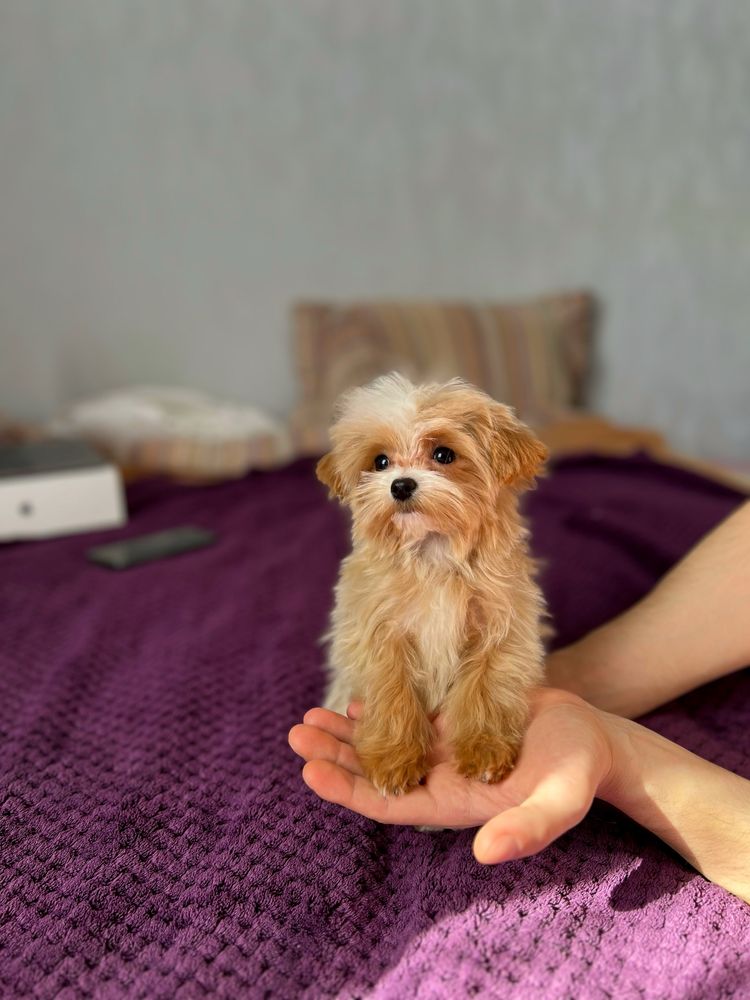 Мальчик мини микро мальтипу ф1 apricot Киев mini maltipoo