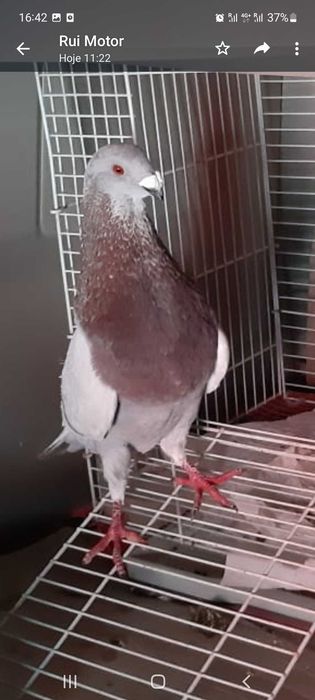 Pombo buchon jiennense valenciana