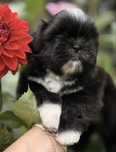 Shih tzu śliczny piesek Jambo