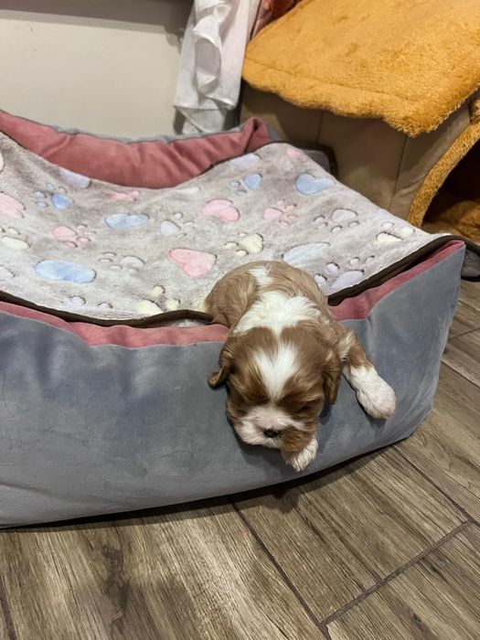 Cavalier King Charles Spaniel Zkwp FCIsuczka