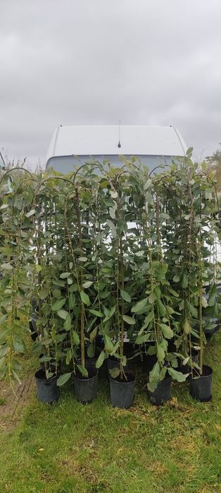 Wierzba Iwa Salix Klimanroc  C4 wys 170cm