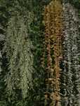 Jardim vertical enorme possibildade vender ao mt2