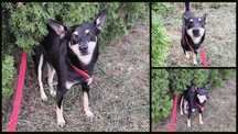Cudowny piesek do adopcji
