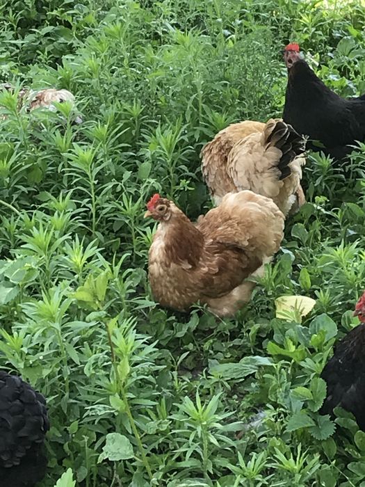 Півник карликовий Кохінхін, яйця