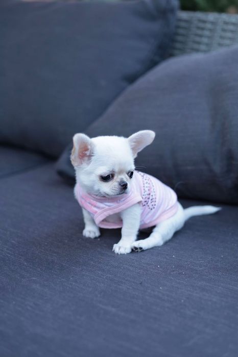 Chihuahua Mini dziewczynka fci