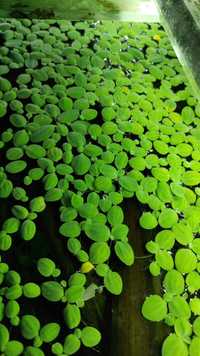 Pistia wodna do akwarium