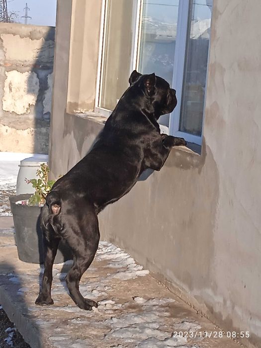 Кобель Кане-корсо вязка