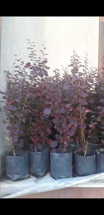 Барбарис декоративні кущі