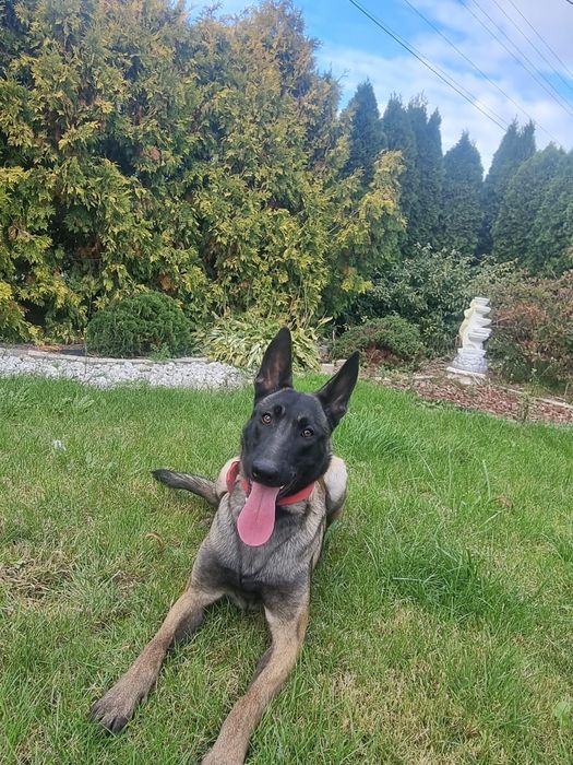 Sunia owczarka belgijskiego