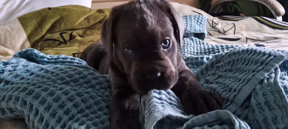 Дівчинка ОСТАННЯ породи кане-корсо