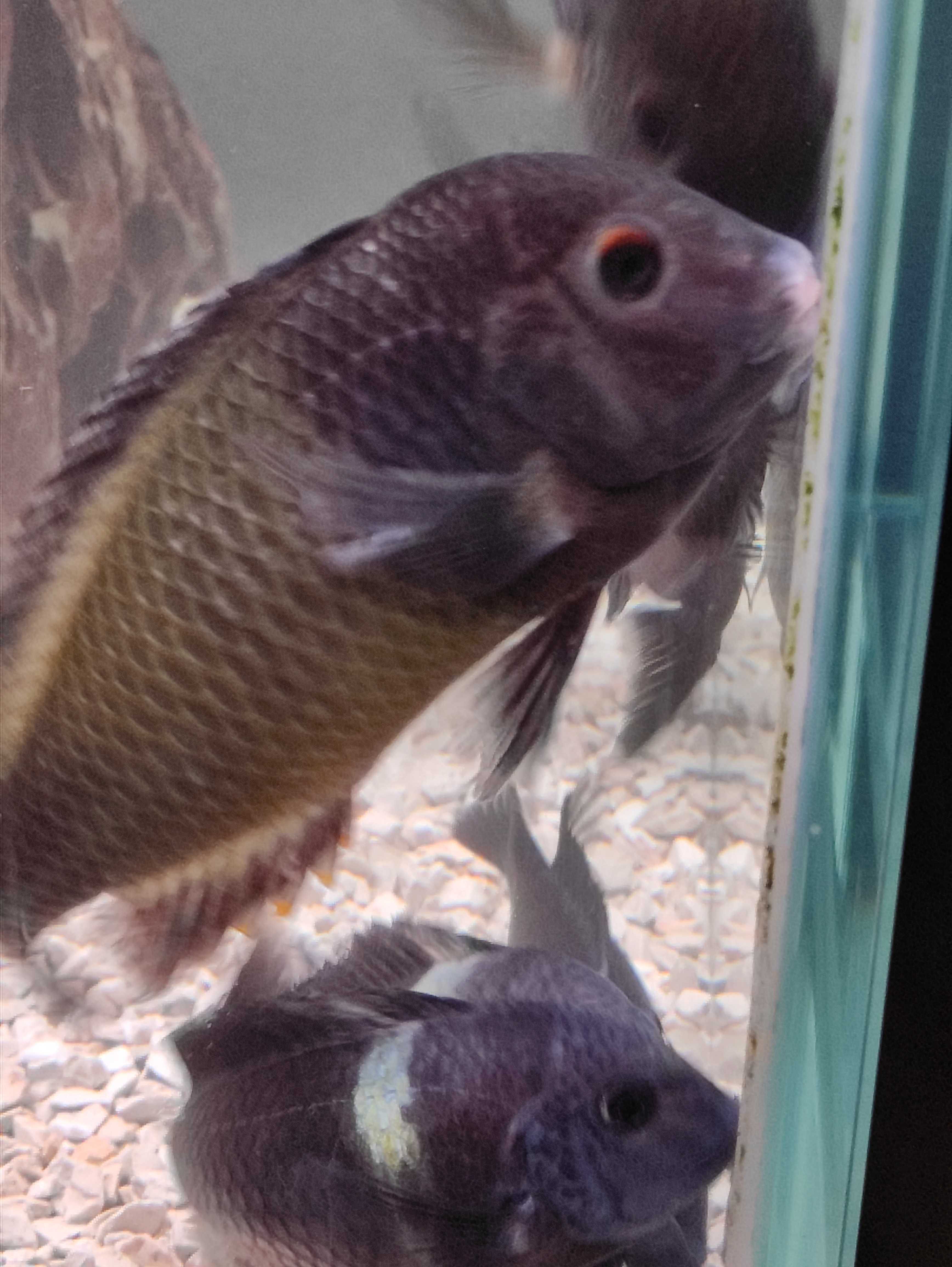 Tropheus Adultos