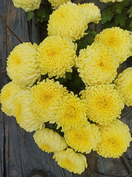 Chryzantema wielkokwiatowa