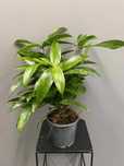 Dracaena Surculosa