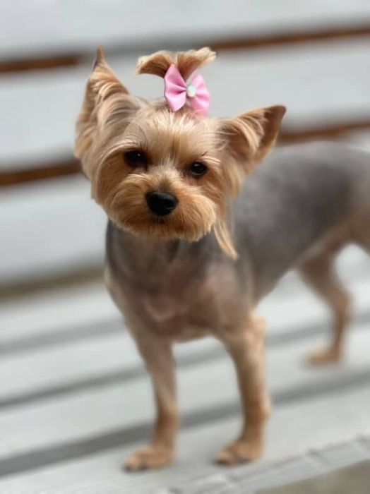 Дівчинка, шукає нареченого