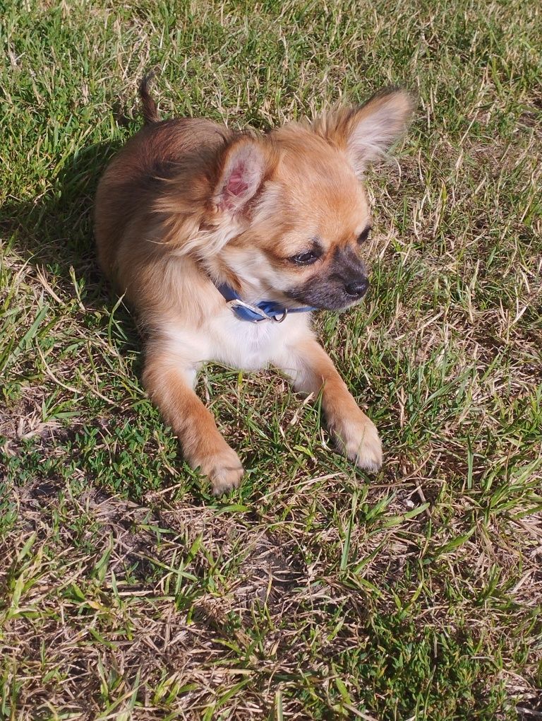 Przepiękna dziewczynka chihuahua