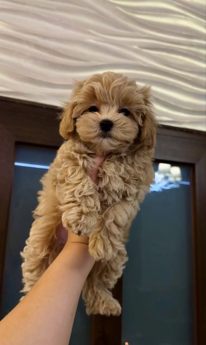 Шикарные мини детки - ексклюзив ЩЕНКИ МАЛЬТИПУ ф1 с беби фейс