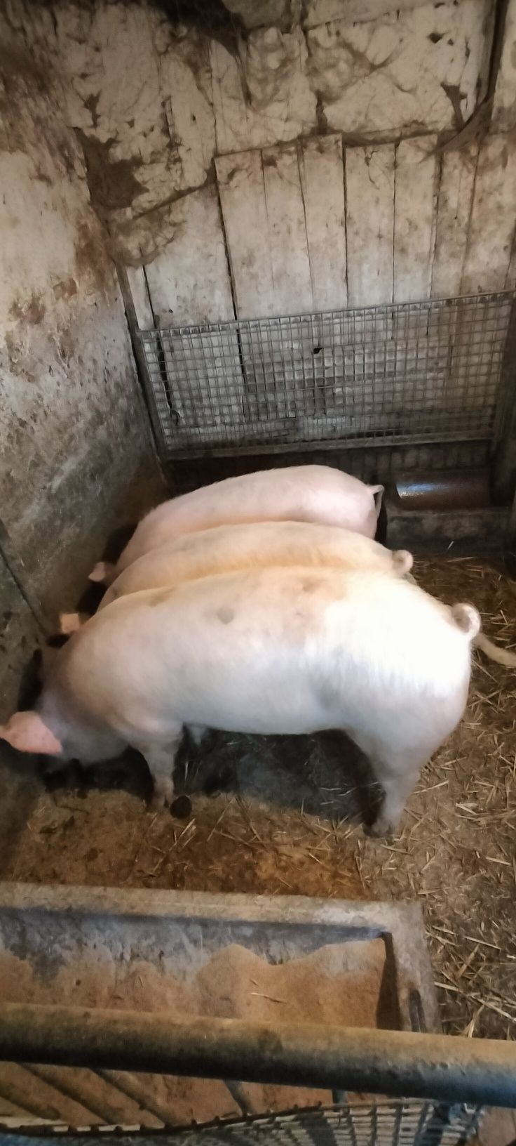Sprzedam Świnie,tucznika, prosięta