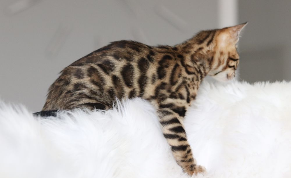 Kotki bengalskie brown