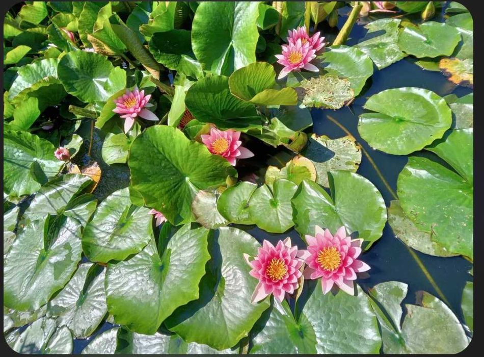 Lilie wodne do stawów i oczek wodnych