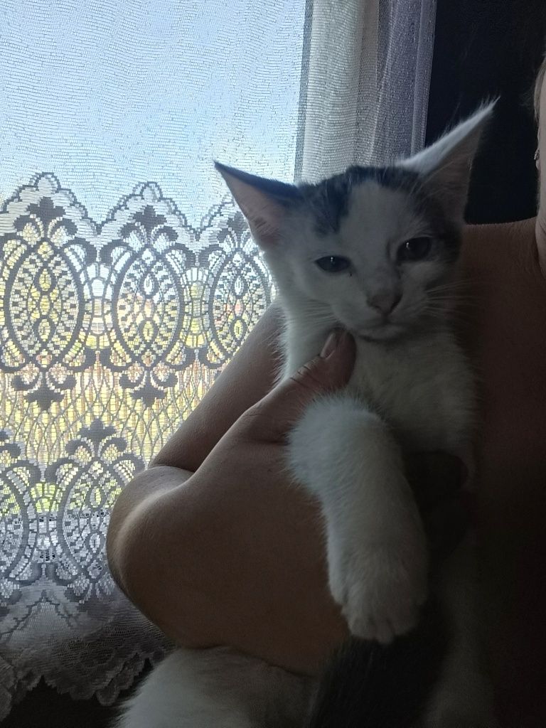 Oddam kotki za darmo