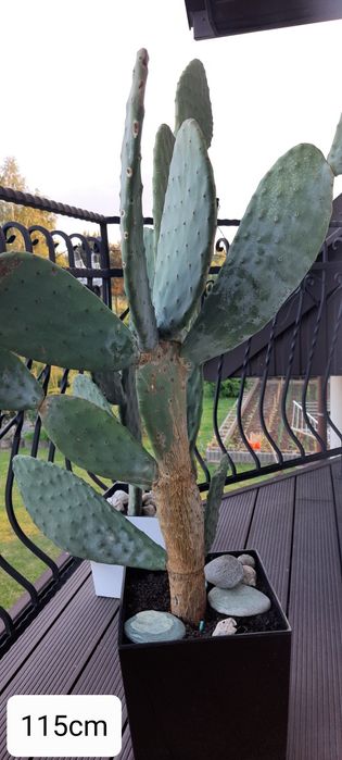 Opuncja figowa kaktus