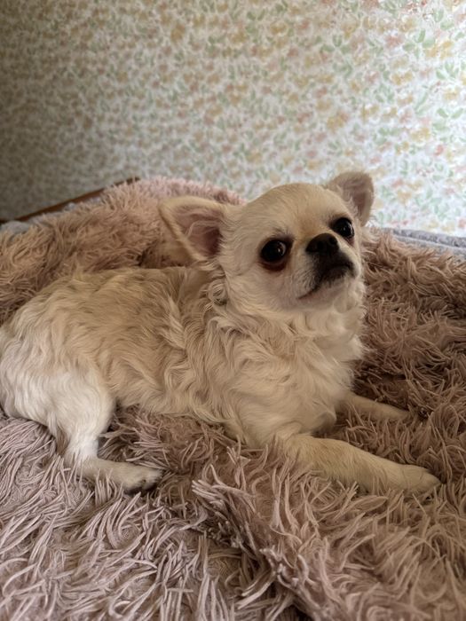 Продам Чихуахуа стандрат