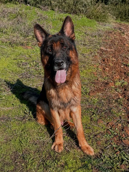 Cachorro Pastor Alemão Puro filho e neto de Campeões
