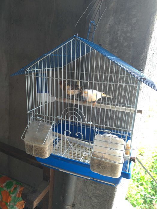 Gaiolas para passaros