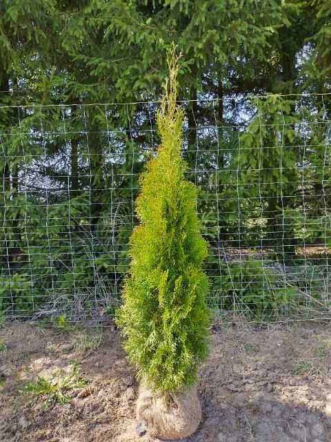 Tuja Thuja Szmaragdowa Producent