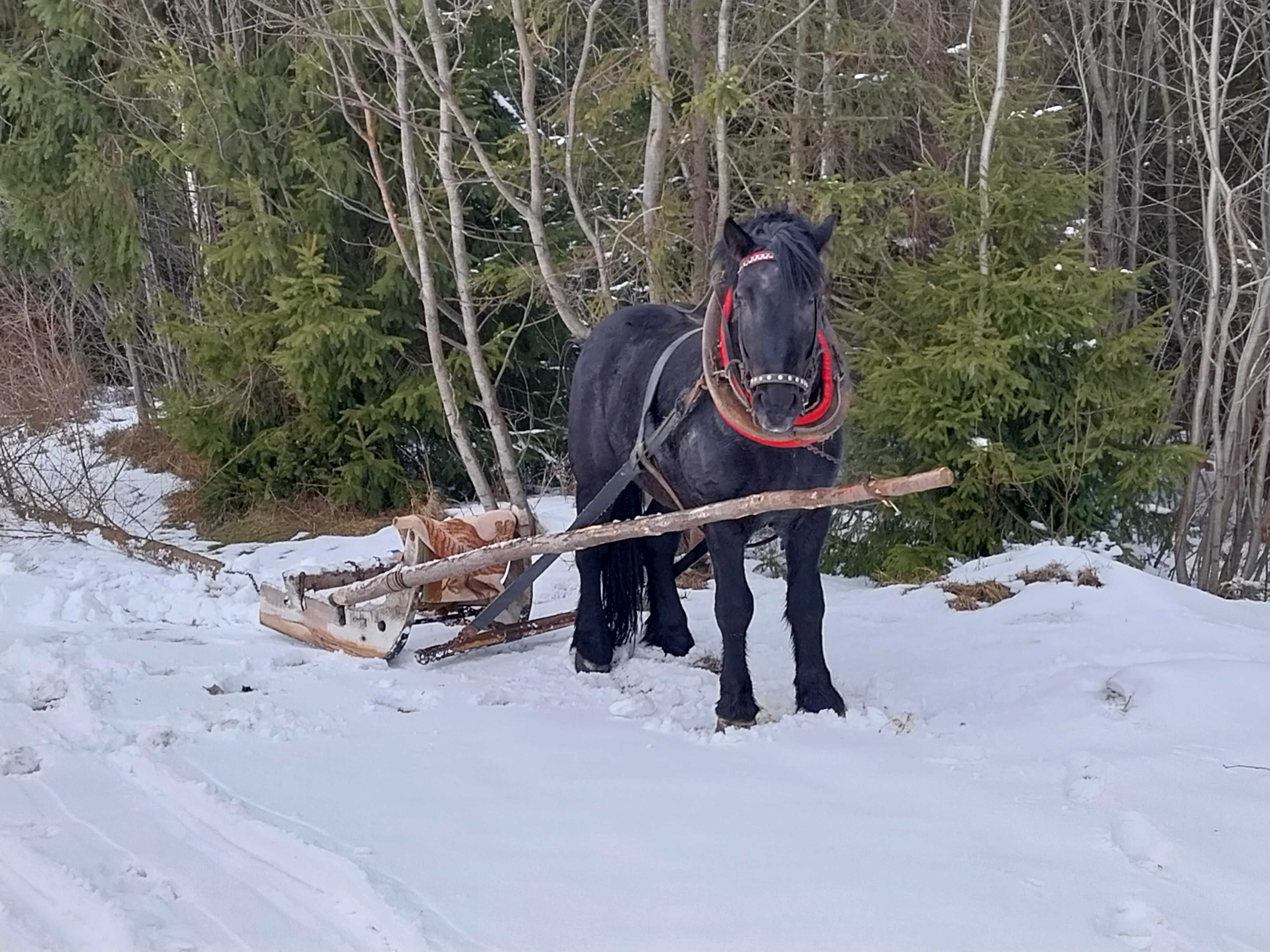 Konie zimnokrwiste