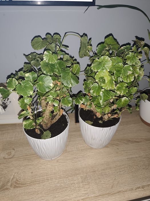 Fikus Benjamin -2 sztuki