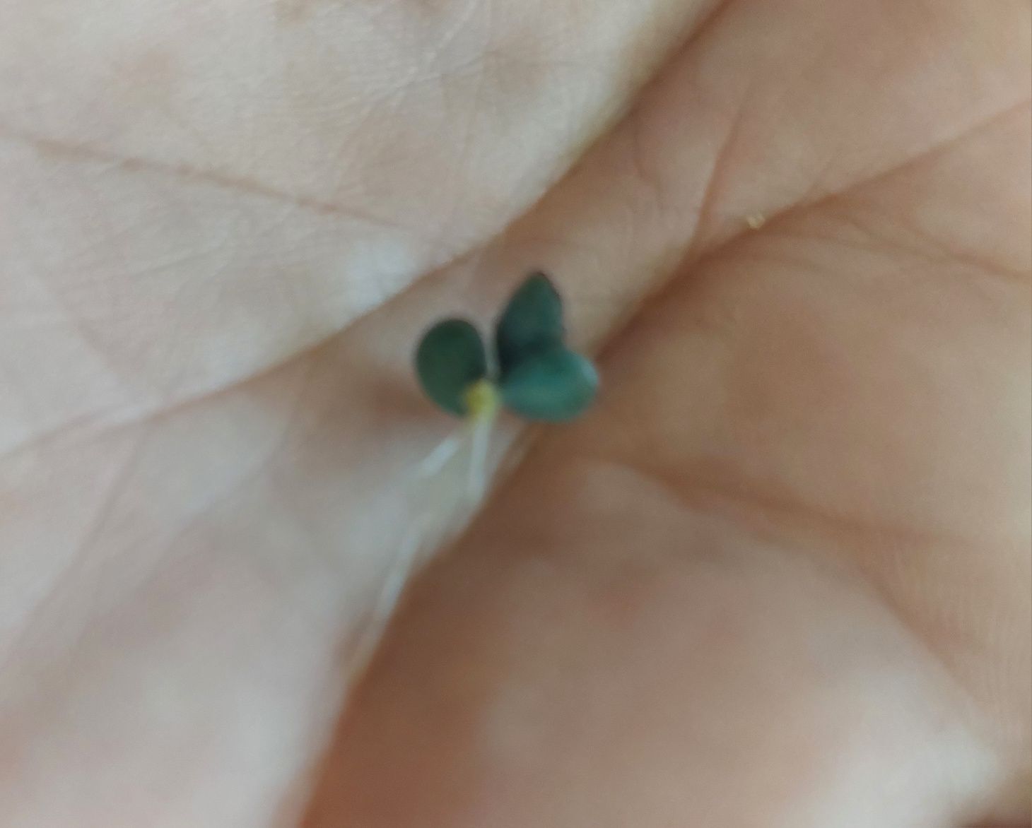 Żyworódka pierzasta pinnata-rozmnóżki(wysyłka: )