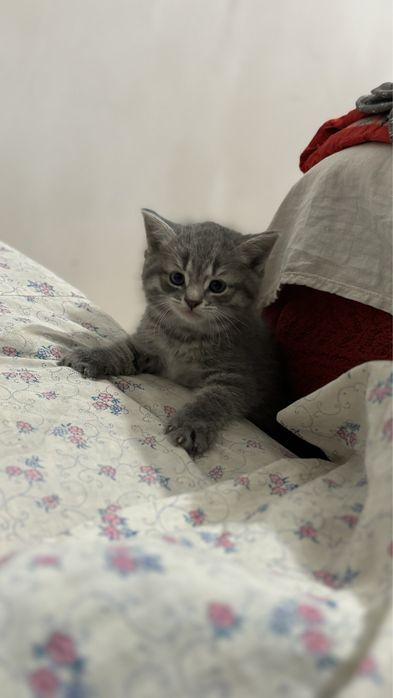 Прямовуха дівчинка