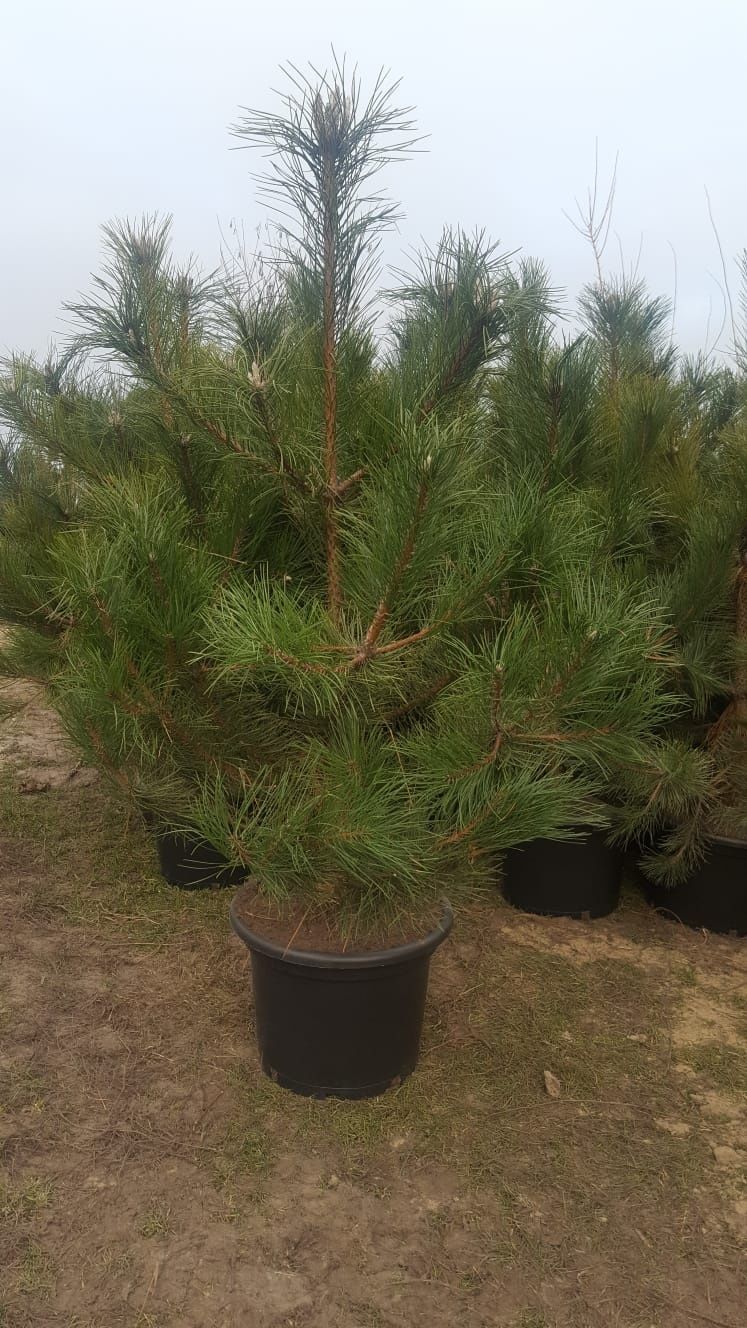Bonsai ogrodowe. Szkółka Krupocin.