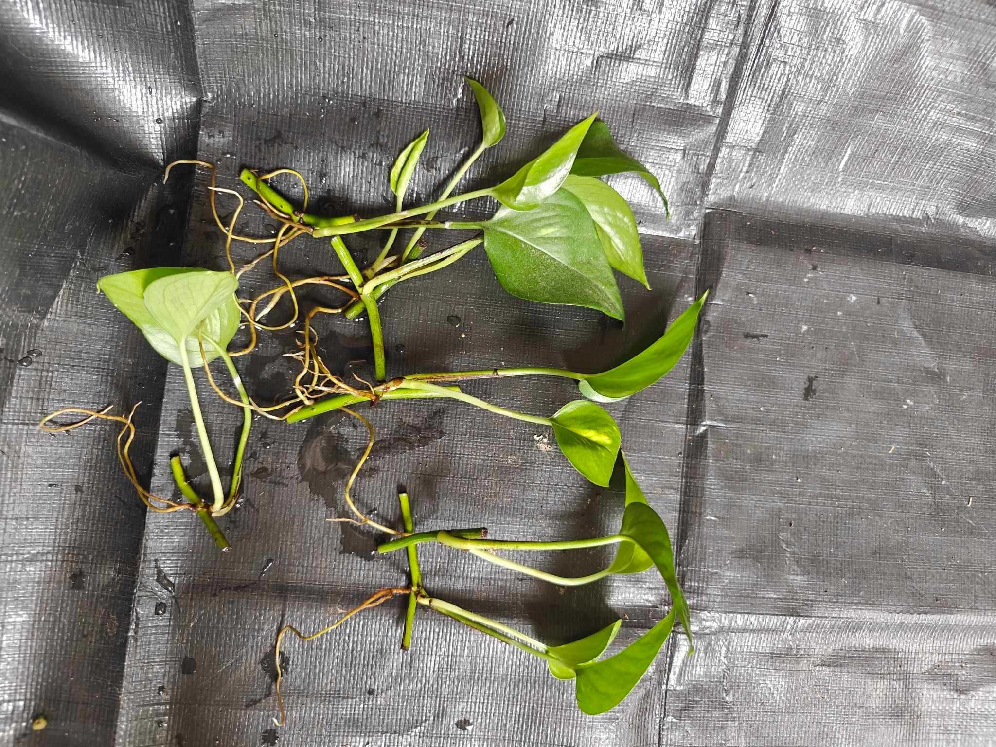 Epipremnum Aureum zestaw 5 + 1 gratis