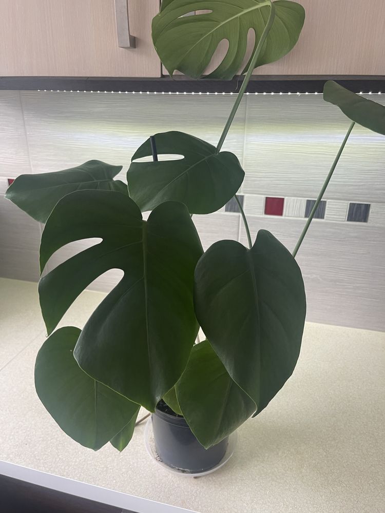 Monstera ładna, zdrowa