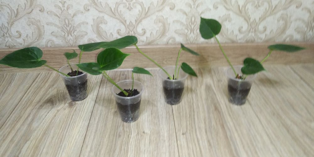 Антуріум Ваніла жовтий