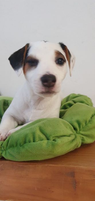 Jack Russel Terrier- suczka-Rocco.Roza