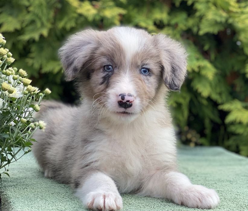 Border Collie ZARIAN do odbioru