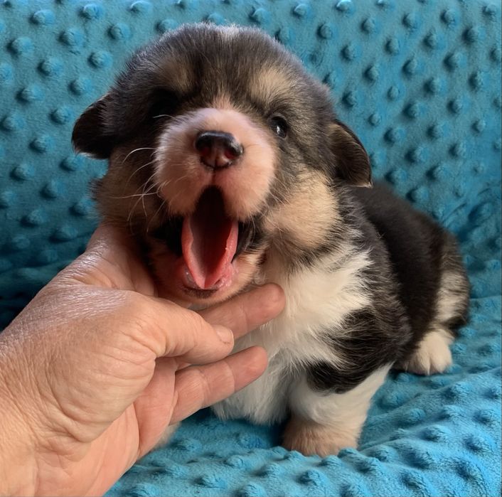 Corgi pembroke chłopiec