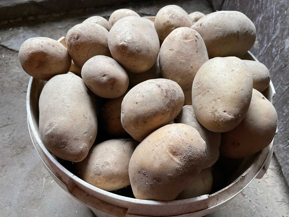 Ziemniaki, marchew, buraki ćwikłowe