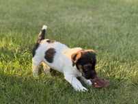 Jack Russell Terrier piesek ZKwP