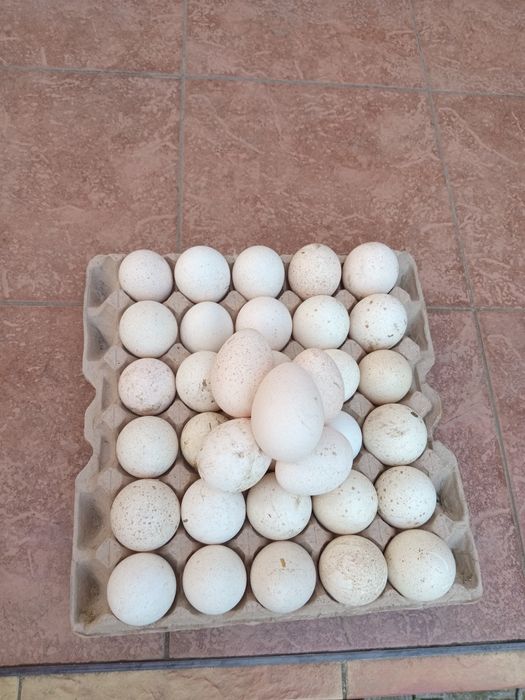 Яйця індичі червоний бурбон