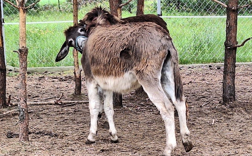 Osiołek do adopcji