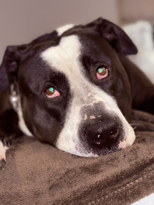 Adoção Responsável para o Spike