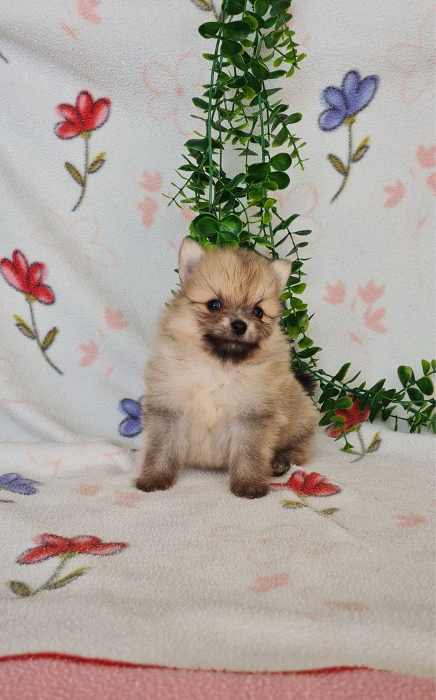 Menino Lulu da Pomerânia mini mini