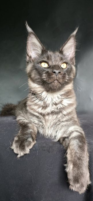 Мейн-кун чорний дим