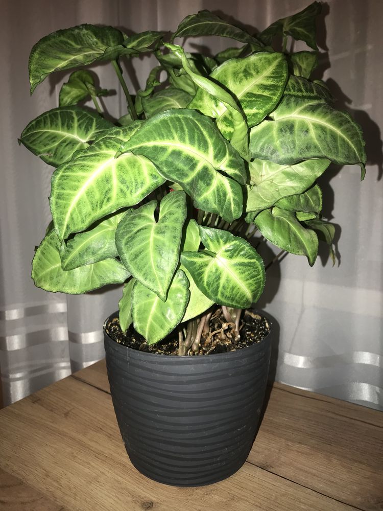 Duży Kwiat doniczokowy sadzonki syngonium podophyllum