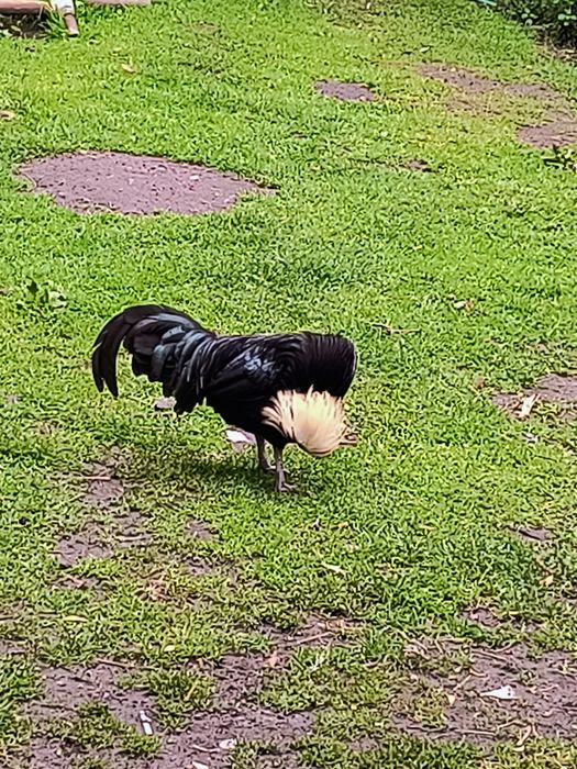 Jaja lęgowe bialoczuby czubatka miniaturowe