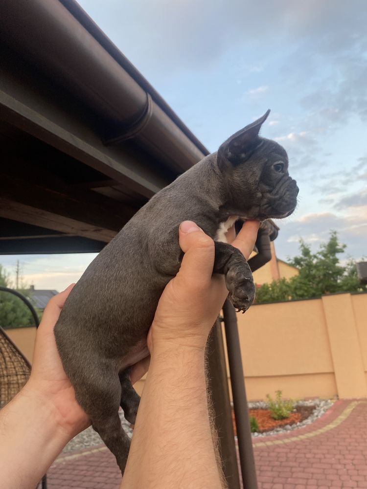 Buldog francuski piesek blue metryczka , czip, wyprawka